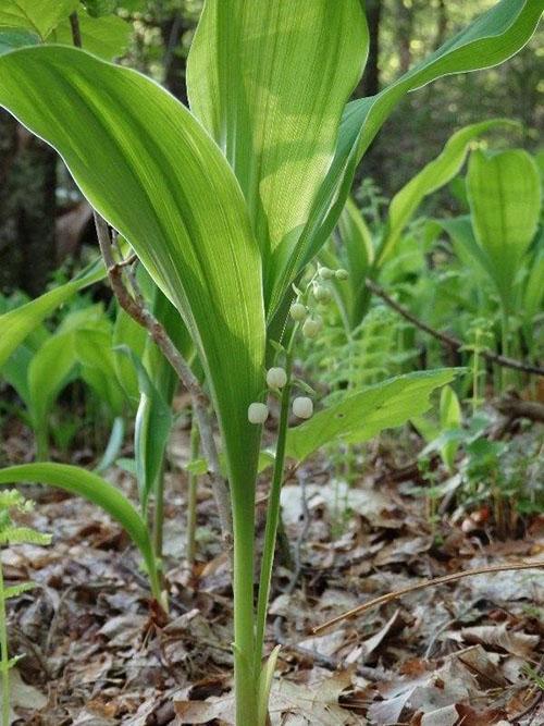 muguet à l'état sauvage