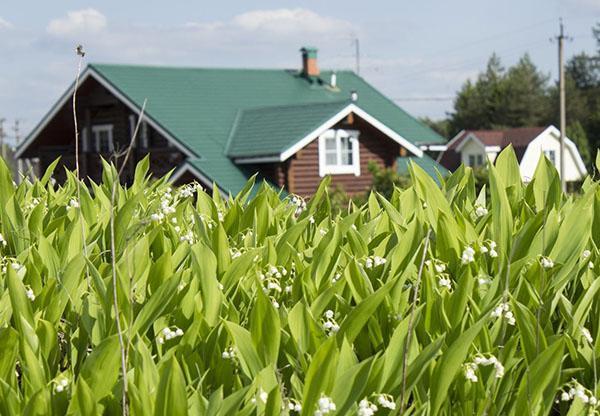 muguet dans leur chalet d'été