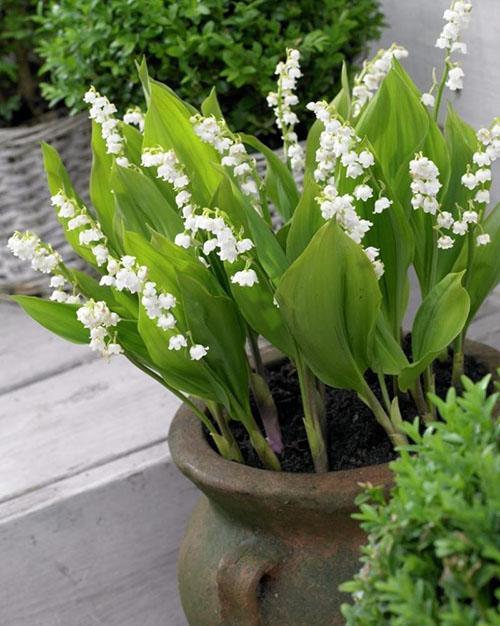 les muguets fleurissent dans un pot