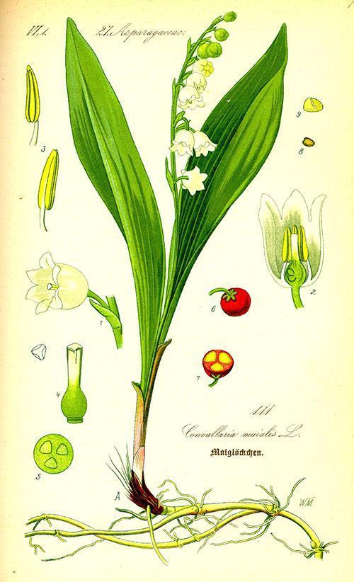 structure de muguet