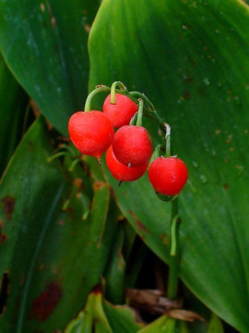 bayas de lirio de los valles