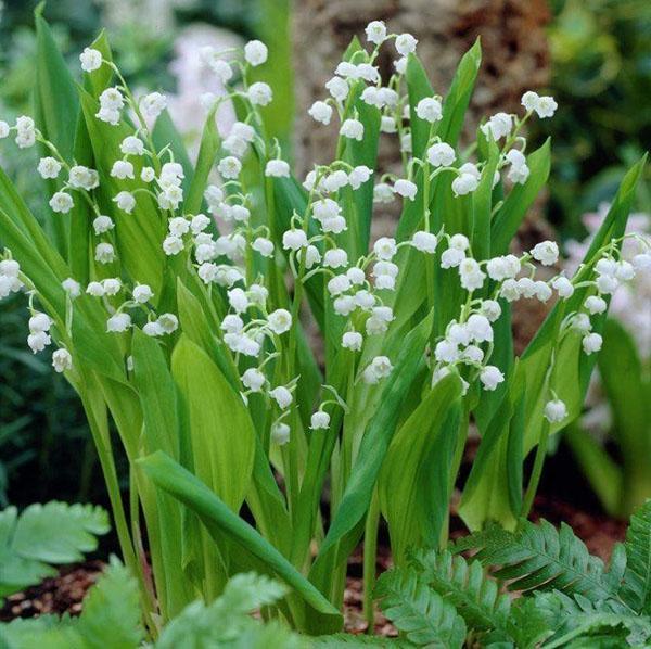 flores de lirio de los valles