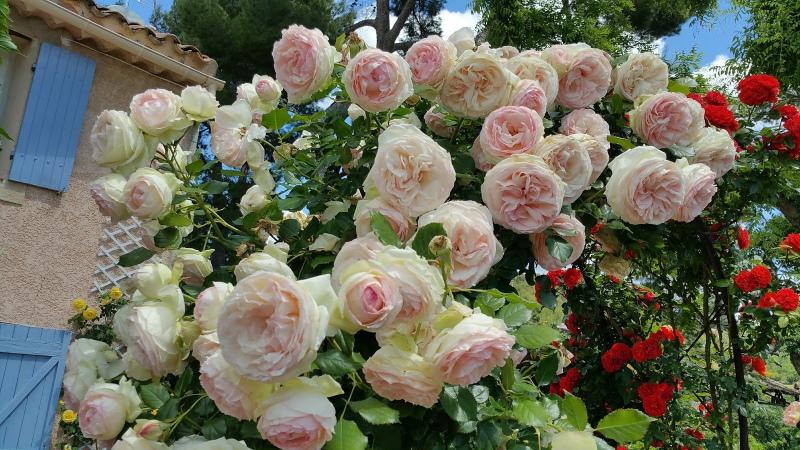 fleur de rose pierre de ronsard