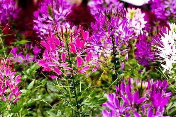 variedad fuente coloreada