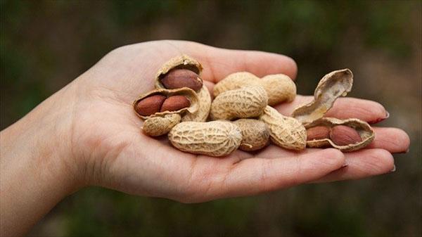 cacahuètes en coque