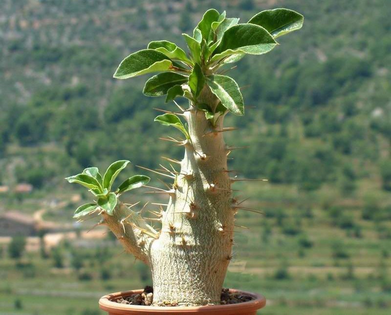 ponceuses pachypodium