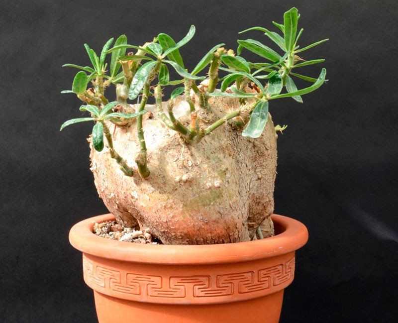 pachypodium succulente
