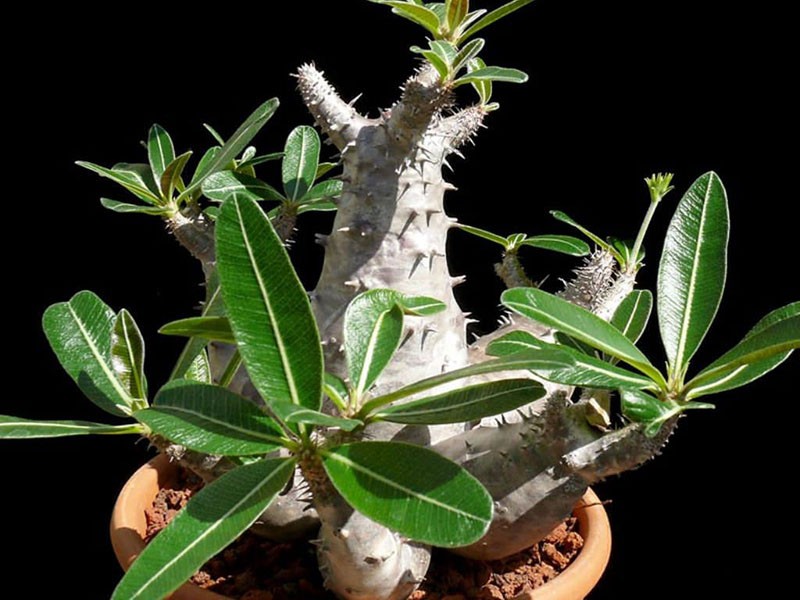 pachypodium à tige courte