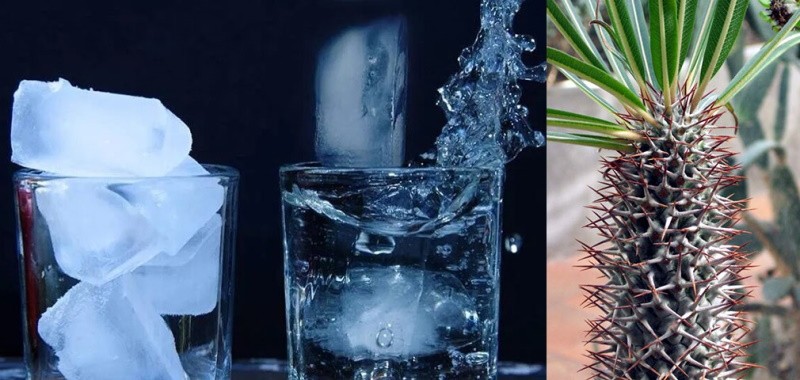 qualité de l'eau pour cactus pachopodium