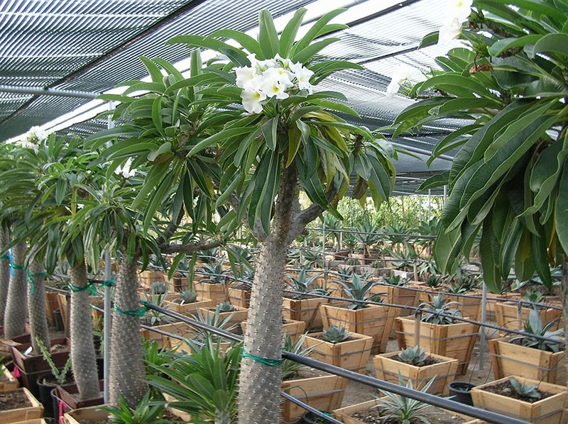 Cactus pachypodium con hojas en el vivero