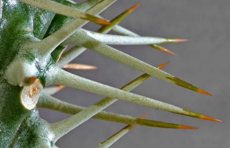 espinas de cactus pachypodium