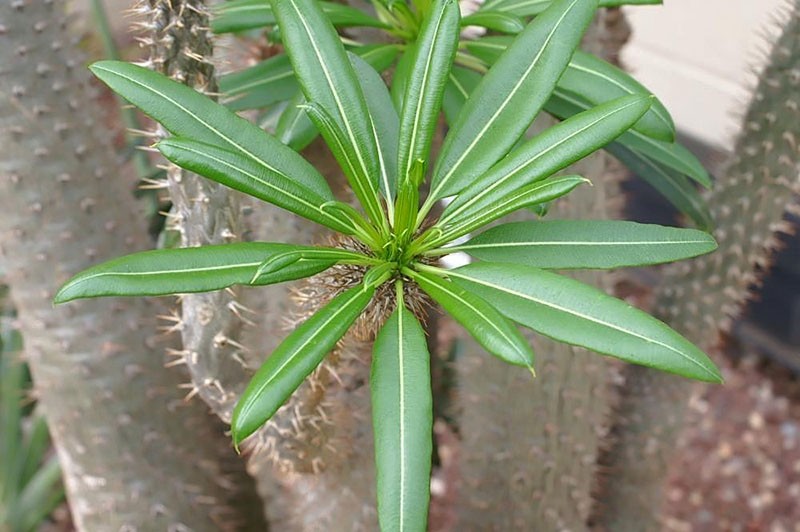 feuilles de cactus