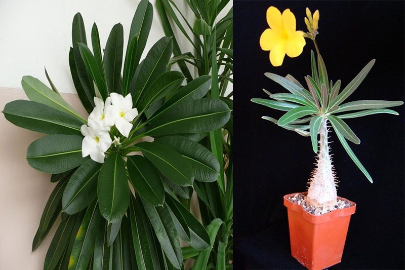 pachypodium cactus en flor