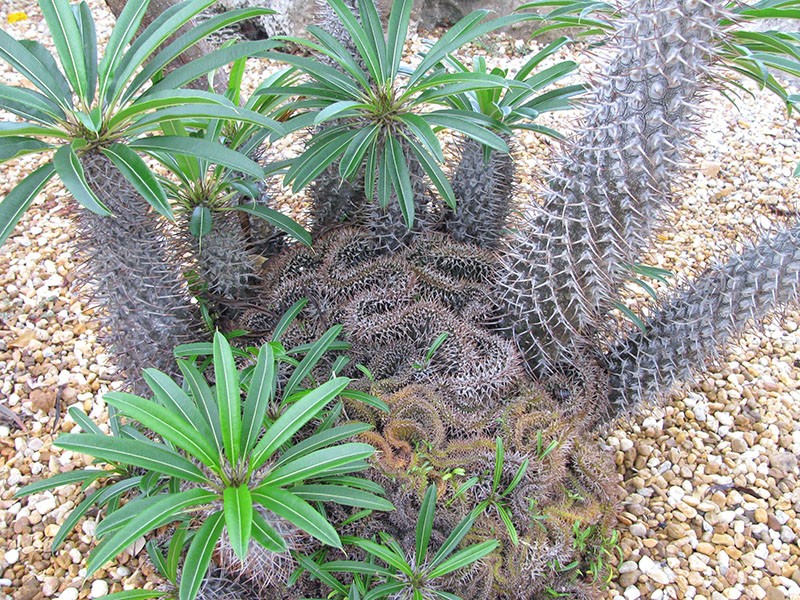 variétés de cactus pachypodium