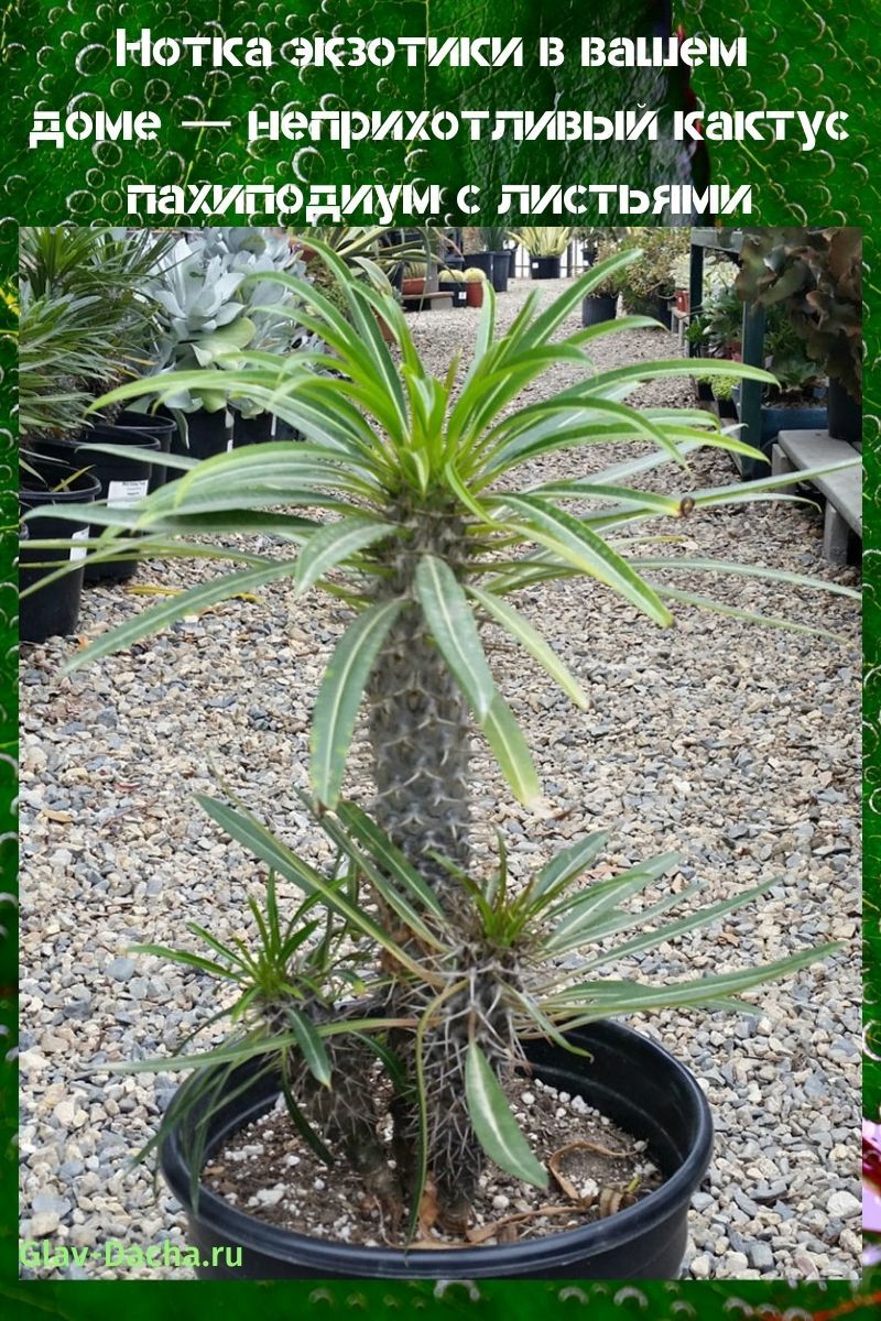 cactus pachypodium avec des feuilles