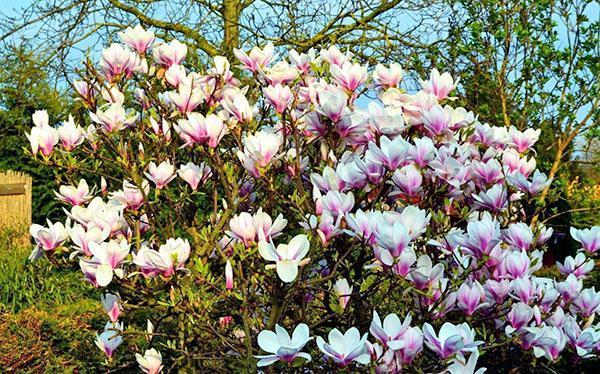 flor de magnolia