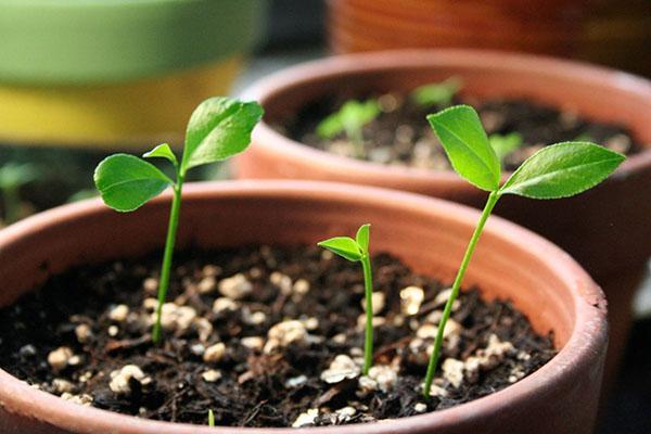 cultivo de plántulas
