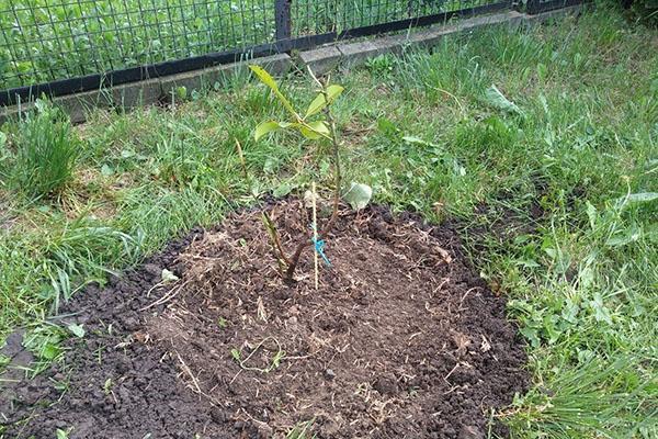 plantando magnolia en el jardín