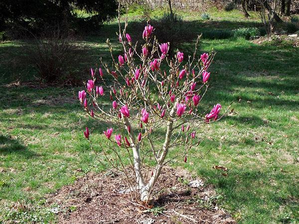 paillage de magnolia