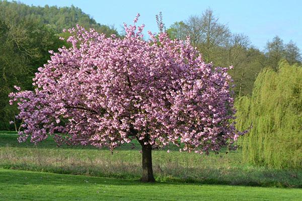 Magnolia creciente en el jardín.