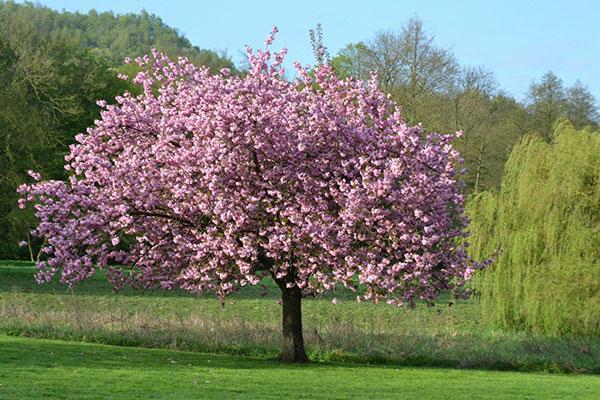 faire pousser du magnolia dans le jardin