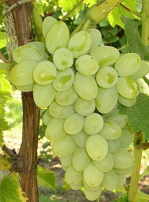 Uvas Valek