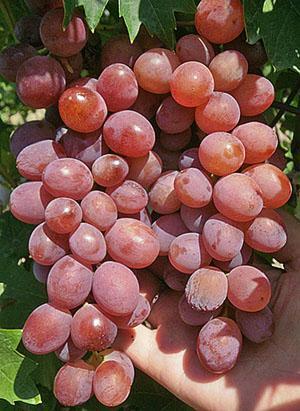 Uvas Victoria