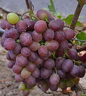 Sénateur de raisin