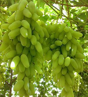 Dedos de las señoras de las uvas