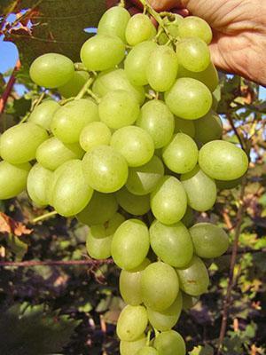 Uvas Blagovest