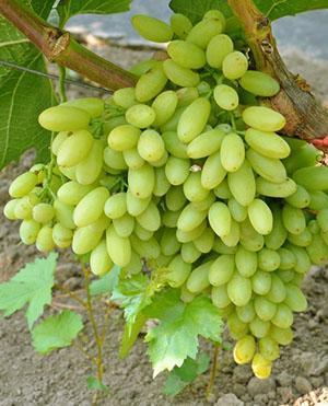 Centenario de la uva sin pepitas
