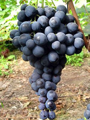 Uvas Straseni