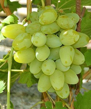 Uvas Bazhena