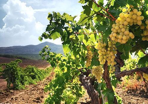 Madura las uvas en los campos.