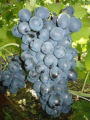 Raisins Richelieu