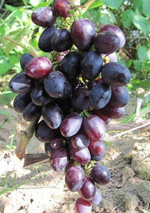 Raisins Krasa Nikopol