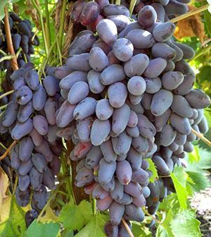 Raisin de mémoire de Negrul