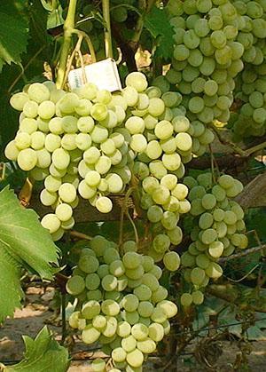 Raisins Pleven