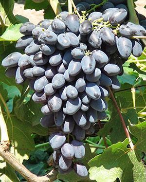 Le raisin d'Athos