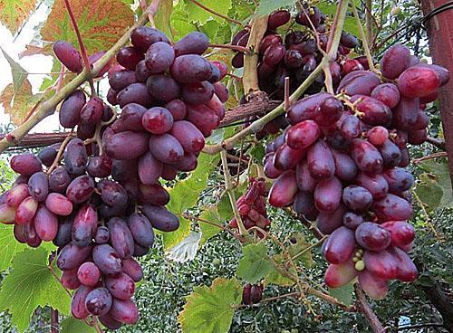 Zeste de raisin