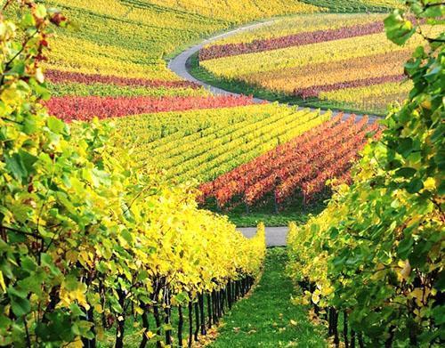 Champs de raisin
