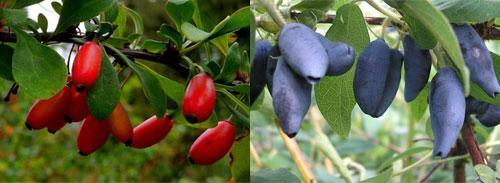 arbustes fruitiers et ornementaux