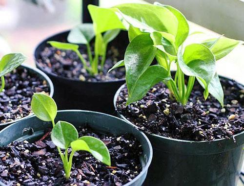 La propagación vegetativa le permite obtener una nueva planta con las características del padre.