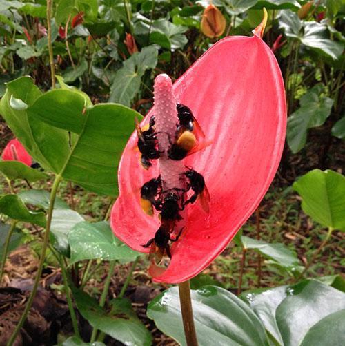 Les insectes pollinisent l'anthurium