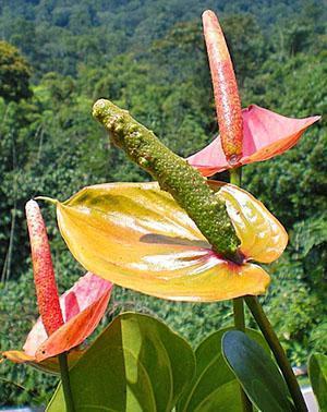 Les inflorescences d'Anthurium ont été pollinisées et les baies ont été nouées