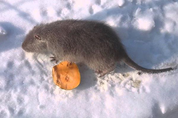 Nutrición en invierno