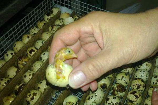 Incubation des oeufs de caille