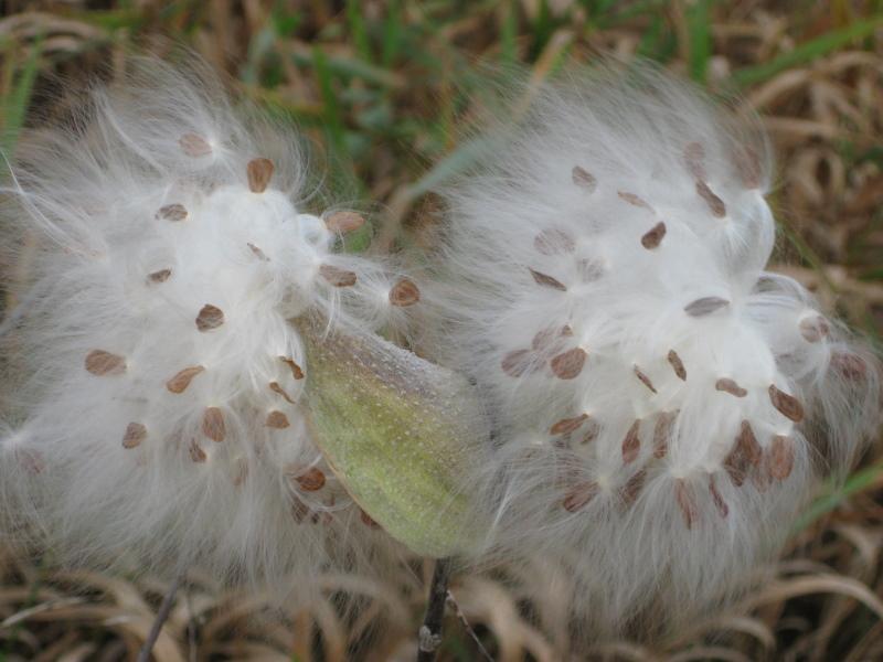 semillas de vellón