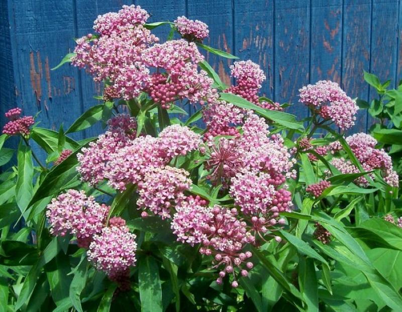 Fotos de plantación y cuidado de algodón