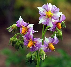 Patatas en flor